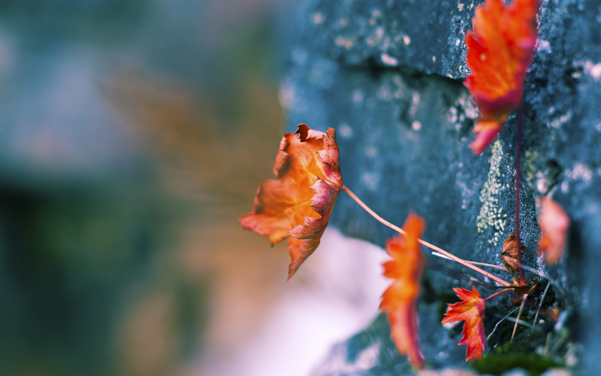 塞维利亚铁血破局,罗德里戈一剑封喉击碎苏格兰神话